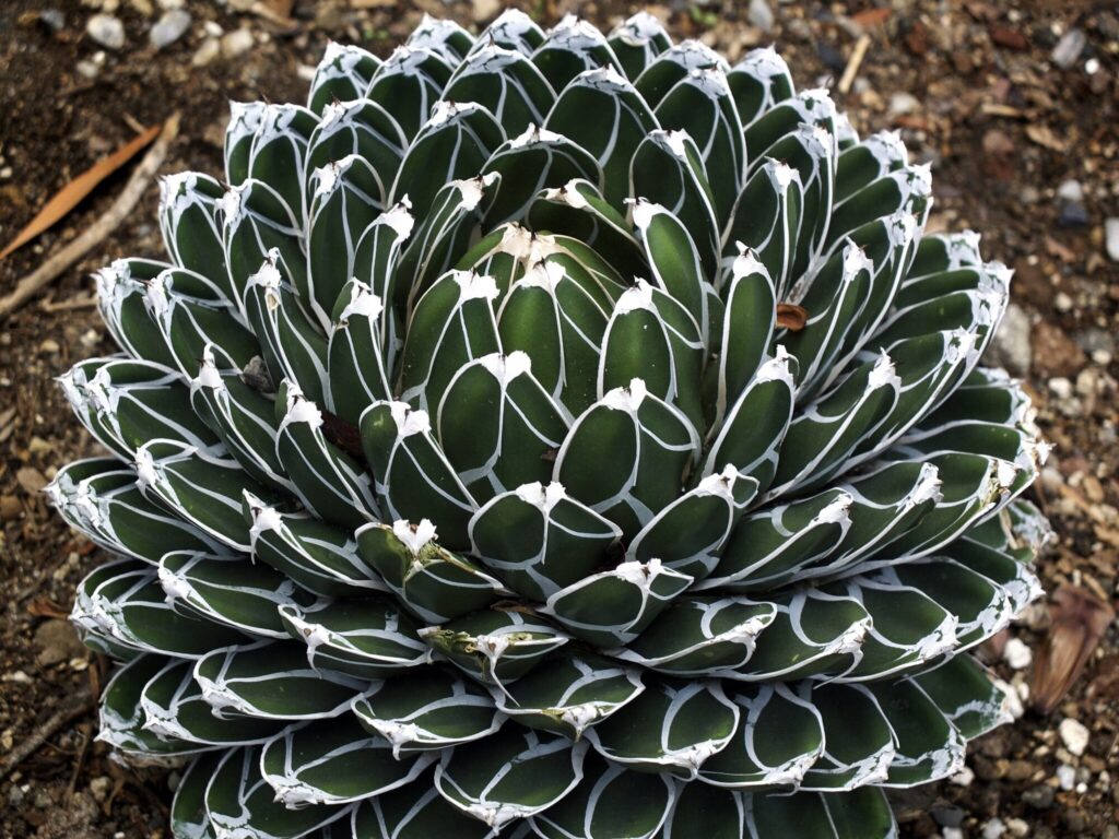 Agave victoriae reginae Das Bild zeigt eine Nahaufnahme einer Agave victoriae-reginae. Die Pflanze besteht aus einer dichten Rosette von symmetrisch angeordneten, dicken, dunkelgrünen Blättern. Die Blätter sind länglich und haben eine glatte Oberfläche mit markanten weißen Linien entlang ihrer Ränder und Mittellinien. An den Blattspitzen sind kleine, scharfe Dornen sichtbar. Der Boden um die Pflanze ist karg und trocken, mit einigen kleinen Steinen und etwas Erde. Die Rosette hat eine kompakte und regelmäßige Form, die der Pflanze ein sehr ordentliches und ästhetisch ansprechendes Aussehen verleiht.