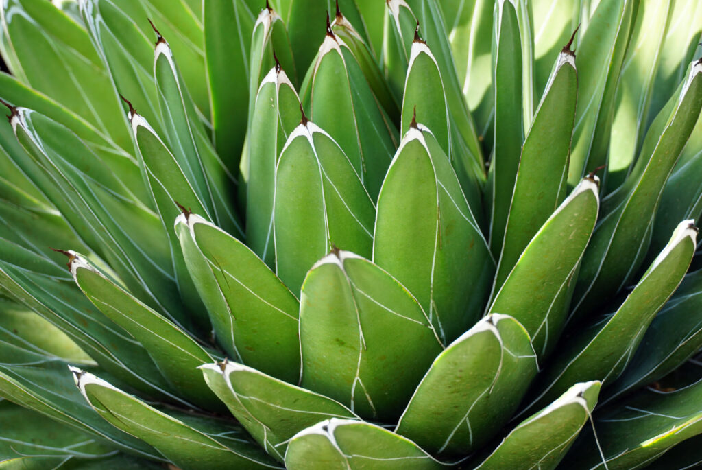 Agave victoriae reginae Das Bild zeigt eine Nahaufnahme der Agave victoriae-reginae, auch bekannt als Queen Victoria Agave. Die Pflanze hat eine kompakte Rosette aus dickfleischigen, lanzettlichen Blättern, die eine tiefgrüne Farbe haben. Jedes Blatt ist mit markanten, weißen Linien entlang der Ränder und der Mittelrippe verziert, die ein auffälliges geometrisches Muster bilden. Die Blattspitzen sind leicht verdickt und weisen kleine, dunkle Dornen auf. Die Symmetrie und das Muster der Blätter verleihen der Pflanze ein kunstvolles und harmonisches Aussehen. Im Hintergrund sind weitere Blätter der Agave zu erkennen, die das dichte und strukturierte Erscheinungsbild der Pflanze unterstreichen.