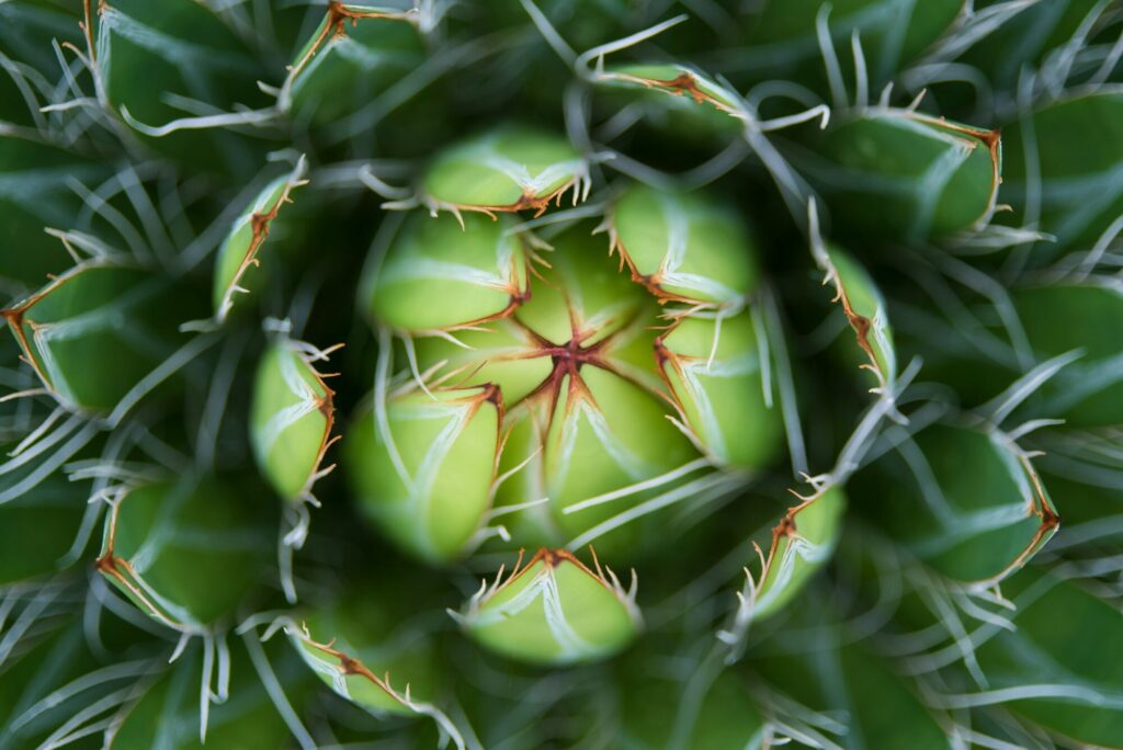 Agave victoriae reginae Das Bild zeigt eine Nahaufnahme der Agave victoriae-reginae, auch bekannt als Queen Victoria Agave. Die Aufnahme ist aus einer zentralen Perspektive gemacht, sodass die symmetrische Anordnung der Blätter besonders zur Geltung kommt. Die dickfleischigen Blätter sind grün mit auffälligen weißen Markierungen entlang der Ränder und Mittelrippen, die ein geometrisches, fast kaleidoskopisches Muster bilden. Die Blattspitzen sind mit kleinen, dunklen Dornen versehen. Im Zentrum des Bildes sind die neuen, noch nicht vollständig entfalteten Blätter zu sehen, die einen leicht helleren Grünton haben. Das Bild fängt die detailreiche Struktur und das harmonische Muster der Pflanze auf eindrucksvolle Weise ein.