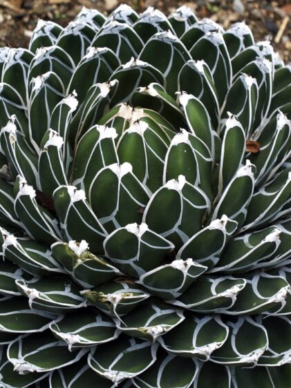 Das Bild zeigt eine Nahaufnahme einer Agave victoriae-reginae. Die Pflanze besteht aus einer dichten Rosette von symmetrisch angeordneten, dicken, dunkelgrünen Blättern. Die Blätter sind länglich und haben eine glatte Oberfläche mit markanten weißen Linien entlang ihrer Ränder und Mittellinien. An den Blattspitzen sind kleine, scharfe Dornen sichtbar. Der Boden um die Pflanze ist karg und trocken, mit einigen kleinen Steinen und etwas Erde. Die Rosette hat eine kompakte und regelmäßige Form, die der Pflanze ein sehr ordentliches und ästhetisch ansprechendes Aussehen verleiht.