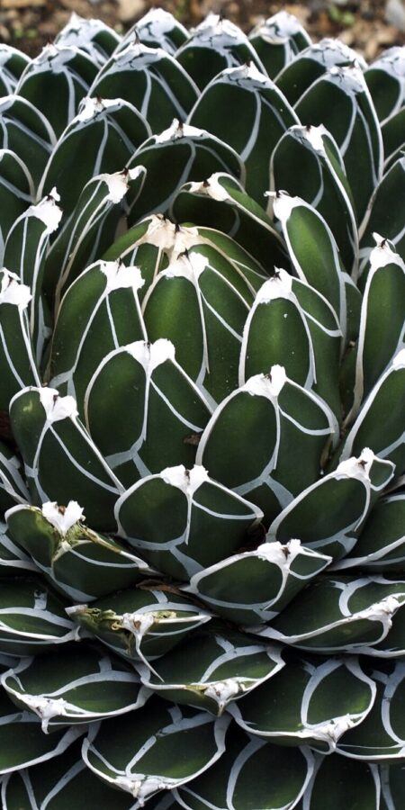 Agave victoriae reginae | Merkmale, Pflege & Vermehrung