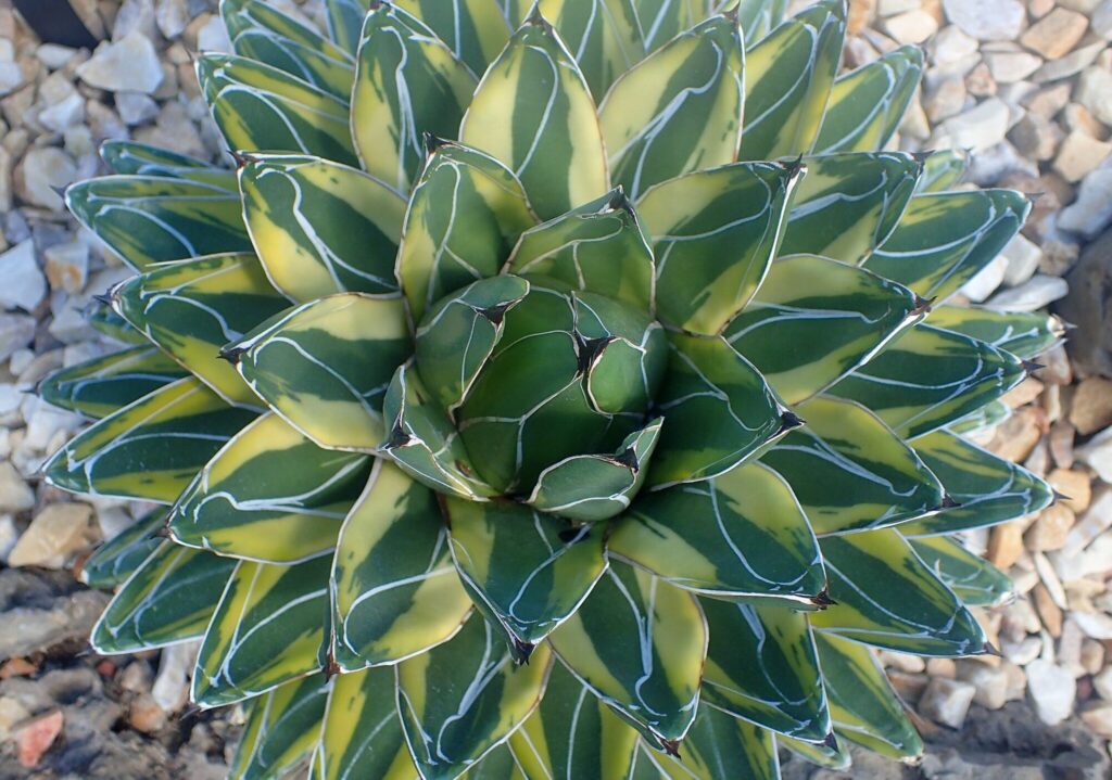 Agave victoriae reginae Das Bild zeigt eine Agave victoriae-reginae 'Golden Princess'. Diese Agave hat eine auffällige, symmetrische Rosettenform mit dicken, fleischigen Blättern. Die Blätter sind grün mit goldgelben Rändern und weißen Linien, die ihnen ein markantes Aussehen verleihen. Die Pflanze ist in einem steinigen Untergrund eingepflanzt, der aus hellen, kleinen Steinen besteht