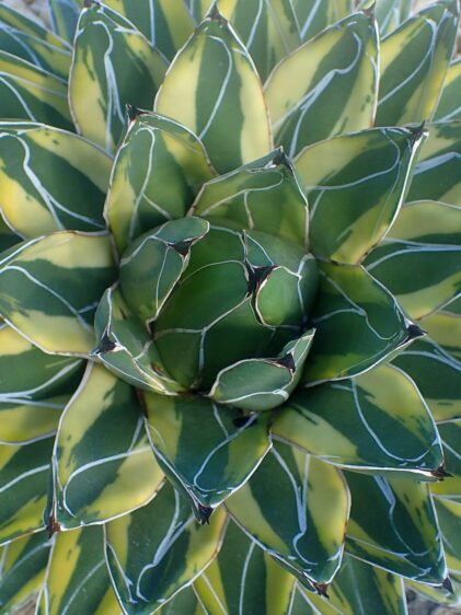 Das Bild zeigt eine Agave victoriae-reginae 'Golden Princess'. Diese Agave hat eine auffällige, symmetrische Rosettenform mit dicken, fleischigen Blättern. Die Blätter sind grün mit goldgelben Rändern und weißen Linien, die ihnen ein markantes Aussehen verleihen. Die Pflanze ist in einem steinigen Untergrund eingepflanzt, der aus hellen, kleinen Steinen besteht