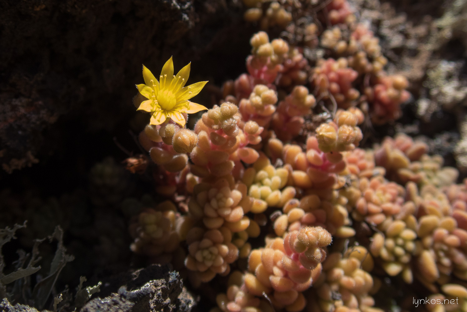 Das Bild zeigt eine Aichryson tortuosum subsp. bethencourtianum mit zahlreichen kleinen, fleischigen Blättern, die in dichten Gruppen wachsen. Die Blätter haben eine rötlich-orange bis hellgrüne Färbung. Auf einem der Pflanzenstängel blüht eine kleine, strahlend gelbe Blume mit mehreren schmalen Blütenblättern. Die Pflanze wächst in einem felsigen, möglicherweise halbschattigen Bereich.