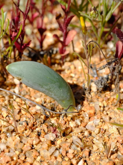 Das Bild zeigt eine Pflanze der Art Albuca unifoliata, die in einer sandigen und steinigen Umgebung wächst. Die Pflanze hat ein einzelnes, dickes, fleischiges Blatt, das grün gefärbt ist. Um die Pflanze herum wachsen kleine, krautige Pflanzen mit gelben Blütenknospen und rötlichen Blättern. Die Umgebung deutet auf einen trockenen Lebensraum hin