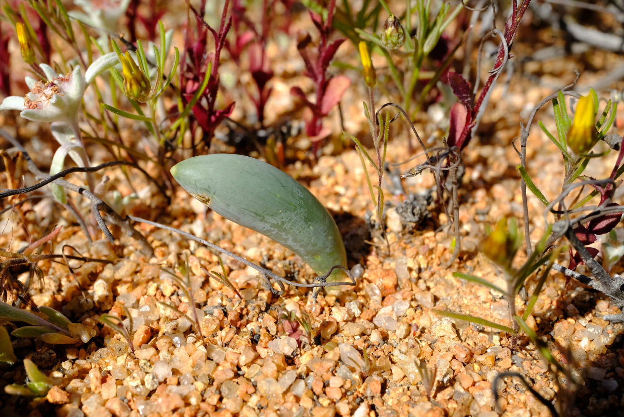 Das Bild zeigt eine Pflanze der Art Albuca unifoliata, die in einer sandigen und steinigen Umgebung wächst. Die Pflanze hat ein einzelnes, dickes, fleischiges Blatt, das grün gefärbt ist. Um die Pflanze herum wachsen kleine, krautige Pflanzen mit gelben Blütenknospen und rötlichen Blättern. Die Umgebung deutet auf einen trockenen Lebensraum hin