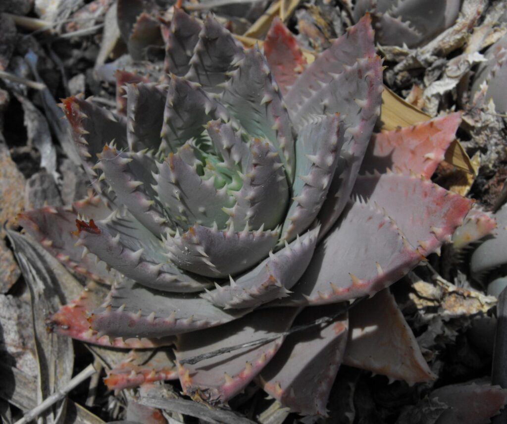 Das Bild zeigt eine Aloe brevifolia Pflanze in ihrem natürlichen Habitat. Die Pflanze hat eine kompakte Rosettenform mit fleischigen, dreieckigen Blättern. Die Blätter sind grau-grün mit leicht rötlichen Spitzen und weisen kleine, weiße Stacheln entlang der Ränder auf. Die Pflanze wächst auf einem felsigen Untergrund, umgeben von trockenen Blättern und anderen Pflanzenresten. Die Blätter sind dick und saftig, typisch für eine Aloe, und die Rosettenform deutet darauf hin, dass die Pflanze gut an trockene Bedingungen angepasst ist.
