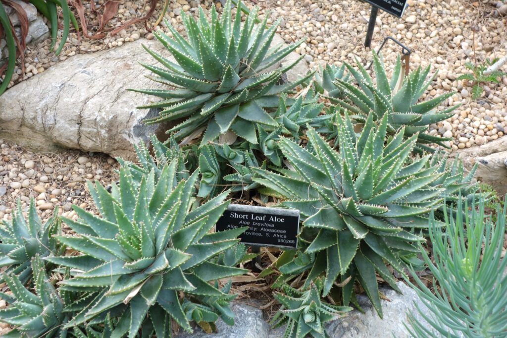 Das Bild zeigt mehrere Exemplare der Pflanze Aloe brevifolia, auch bekannt als Kurzblättrige Aloe. Die Pflanzen haben rosettenförmig angeordnete, fleischige Blätter, die dunkelgrün sind und entlang der Ränder kleine weiße Stacheln aufweisen. Sie wachsen in einer trockenen, steinigen Umgebung, die mit Kies und Steinen bedeckt ist. Die Aloe-Pflanzen sind im Vordergrund des Bildes gut zu erkennen, und im Hintergrund sind weitere Pflanzen und Felsen zu sehen. Ein Schild mit der Aufschrift "Short Leaf Aloe, Aloe brevifolia, Aloe Family: Aloeaceae, W. Province, S. Africa" ist sichtbar.