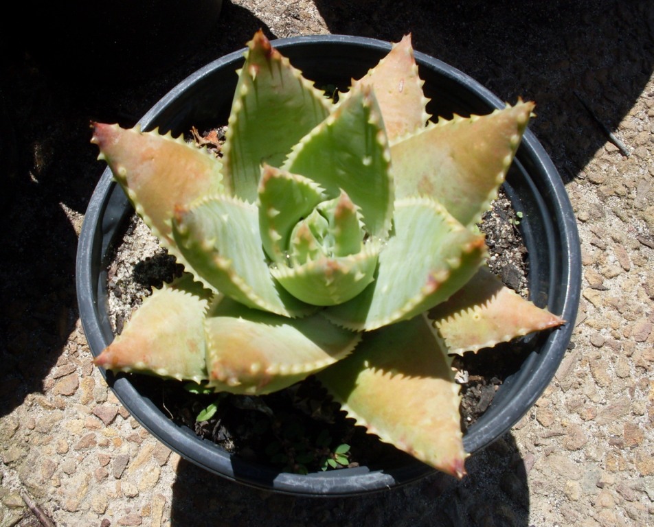 Das Bild zeigt eine Aloe brevifolia var. depressa in einem schwarzen Plastiktopf. Die Pflanze hat fleischige, dreieckige Blätter, die rosettenförmig angeordnet sind. Die Blätter sind grünlich mit rötlichen Spitzen und kleinen weißen Stacheln an den Rändern. Der Topf steht auf einem kiesartigen Untergrund, und im Hintergrund ist ein Bereich mit direkter Sonneneinstrahlung zu erkennen.