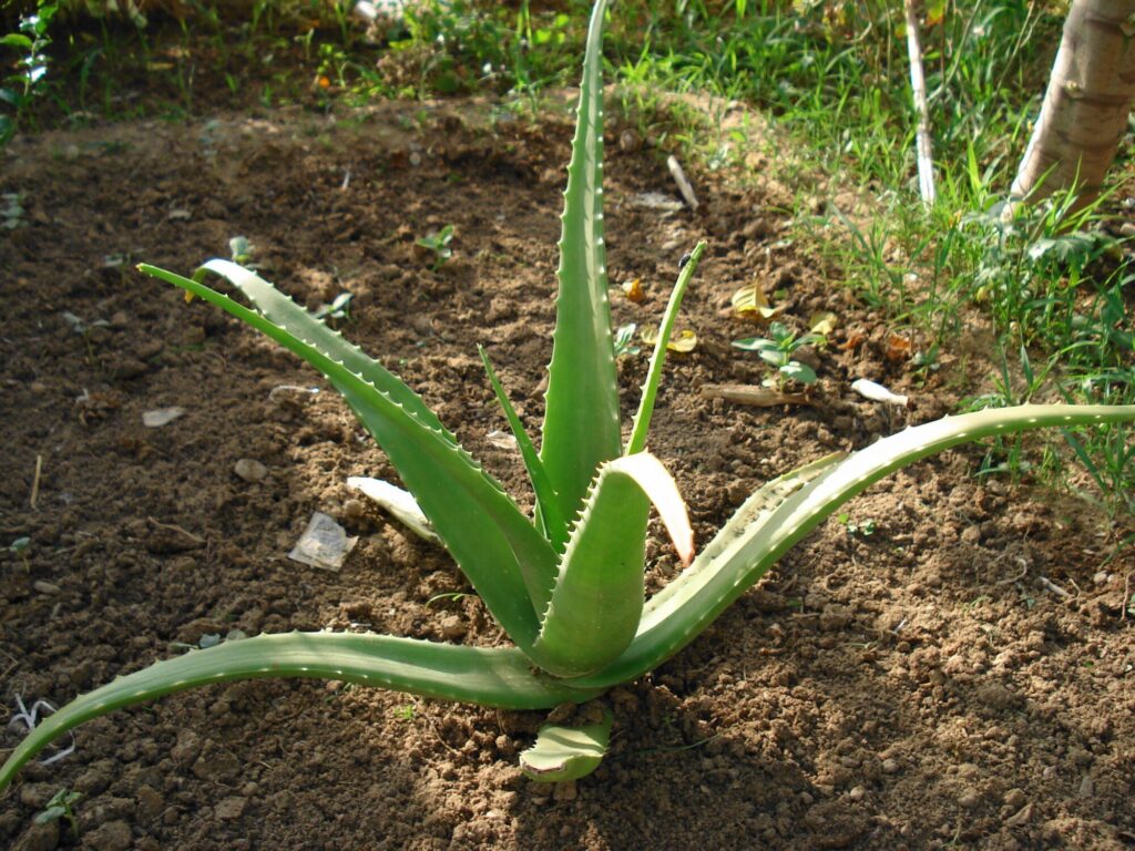 Aloe vera Das Bild zeigt eine Aloe vera Pflanze, die im Freien auf einem gut vorbereiteten, lockeren Boden wächst. Die Pflanze hat lange, fleischige, grünfarbene Blätter, die charakteristische gezackte Ränder aufweisen. Die Umgebung ist grün mit Gras und anderen Pflanzen, und es gibt auch einige Bäume in der Nähe