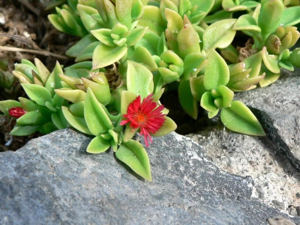 Aptenia cordifolia Das Bild zeigt eine Nahaufnahme der Pflanze Aptenia cordiflora, auch bekannt als Herzblättriges Mittagsblümchen. Die Pflanze hat saftige, grüne Blätter und trägt eine kleine, rote Blüte mit zahlreichen schmalen Blütenblättern. Sie wächst auf einem felsigen Untergrund