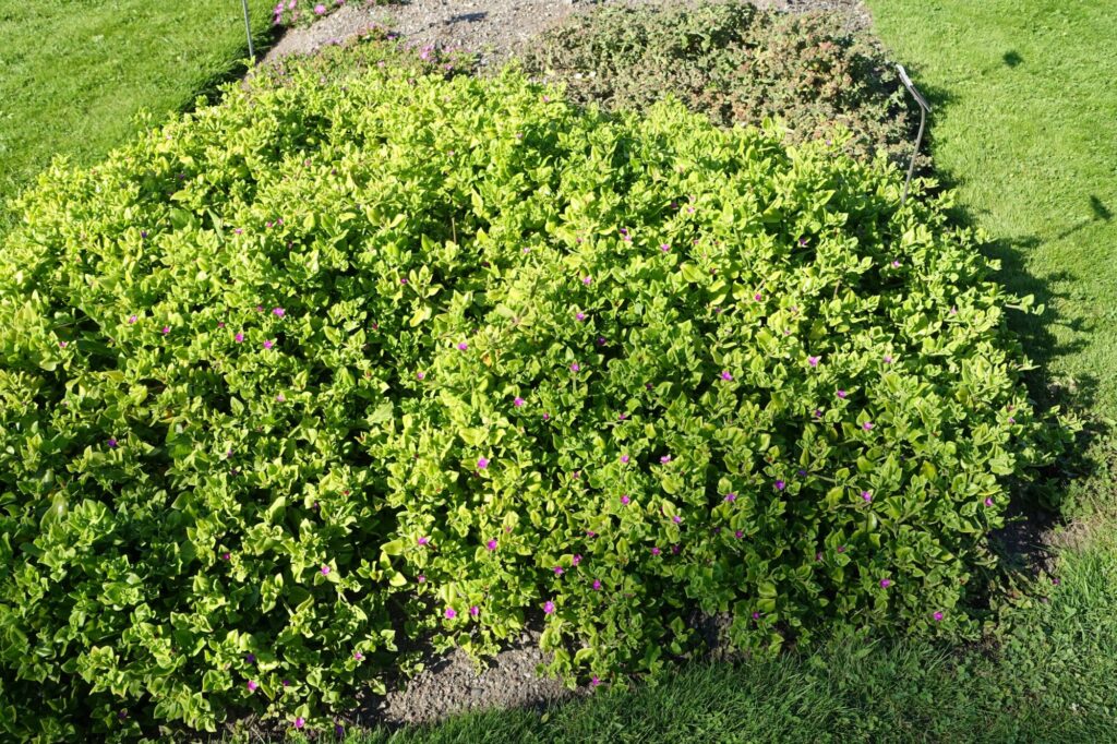 Aptenia cordifolia Das Bild zeigt eine dichte Bodenbedeckung von Aptenia cordifolia, auch bekannt als Herzblättriges Mittagsblümchen, in einem Garten. Die Pflanze hat saftige, grüne Blätter und trägt vereinzelt kleine, leuchtend rote Blüten. Der Bereich um die Pflanze herum ist gut gepflegt und grenzt an einen grünen Rasen.