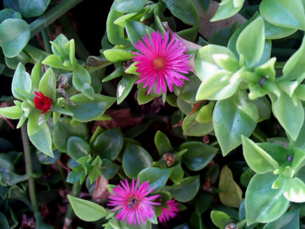 Aptenia cordifolia Das Bild zeigt eine Aptenia cordiflora Pflanze, auch bekannt als Herzblättriges Mittagsblümchen oder Baby Sun Rose. Die Pflanze hat dicke, fleischige, herzförmige Blätter und trägt leuchtend pinkfarbene bis rote Blüten mit vielen schmalen Blütenblättern.