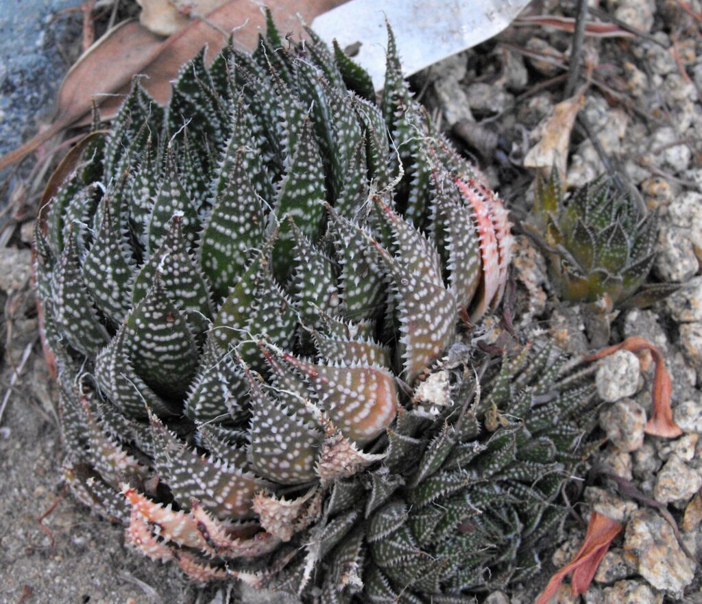 Aristaloe aristata Das Bild zeigt eine Aristaloe (Aristaloe aristata), eine sukkulente Pflanze, die durch ihre dichten Rosetten aus fleischigen, grünlichen Blättern mit weißen Punkten und feinen Haaren gekennzeichnet ist. Die Blätter haben eine spitze Form und sind spiralförmig angeordnet. Einige Blätter zeigen eine rötliche Verfärbung an den Spitzen, was auf Stress oder natürliche Farbveränderungen hinweisen kann. Die Pflanze wächst in einem steinigen, trockenen Boden, umgeben von kleinen Steinen und organischem Material.