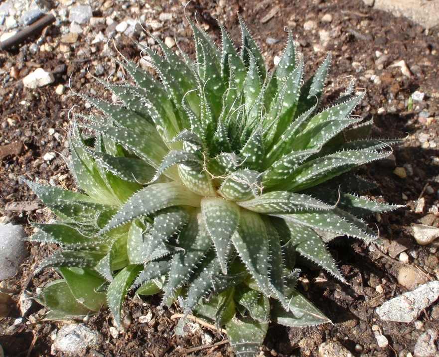 Das Bild zeigt eine Aristaloe aristata, auch bekannt als Spitzenaloe. Diese Pflanze hat fleischige, grüne Blätter, die mit weißen Punkten und feinen, weißen Haaren besetzt sind. Die Blätter sind dicht angeordnet und bilden eine kompakte Rosette. Die Umgebung besteht aus trockenem, steinigem Boden