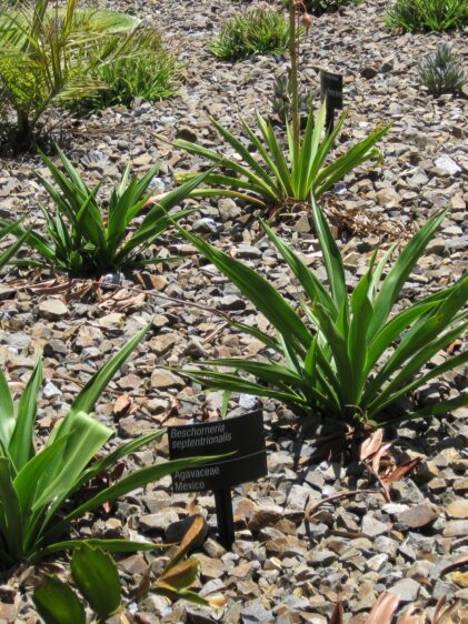 Das Bild zeigt eine Gruppe von Beschorneria septentrionalis Pflanzen in einem steinigen Gartenbeet. Diese Pflanzen gehören zur Familie der Agavaceae und stammen aus Mexiko. Sie haben lange, schwertförmige Blätter, die grün und glänzend sind. Die Blätter wachsen rosettenförmig aus der Basis der Pflanze heraus. Der Boden ist mit kleinen bis mittelgroßen Steinen bedeckt, was typisch für xerophytische Gärten ist, die auf trockenheitsresistente Pflanzen spezialisiert sind. Im Hintergrund sind weitere Pflanzen und ein kleiner Palmwedel zu sehen. Es gibt auch ein Hinweisschild, das den Namen der Pflanze und ihre Herkunft angibt.