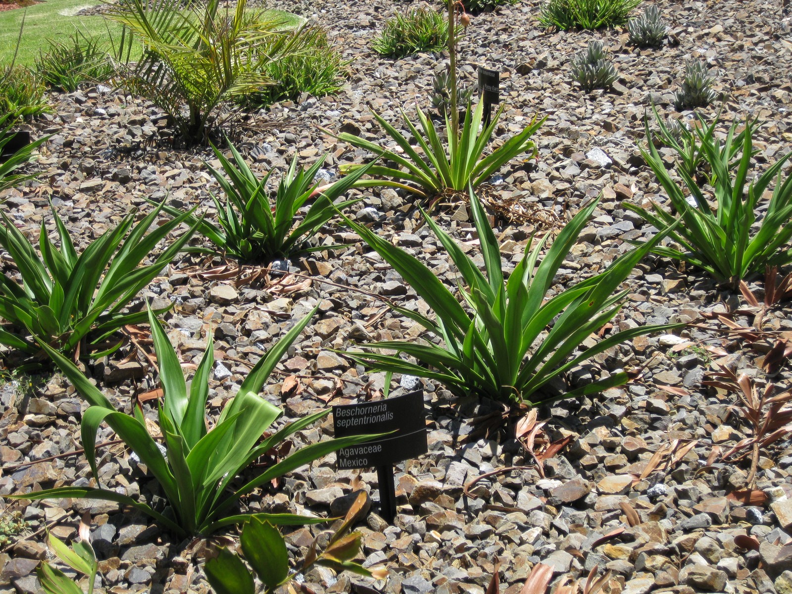 Das Bild zeigt eine Gruppe von Beschorneria septentrionalis Pflanzen in einem steinigen Gartenbeet. Diese Pflanzen gehören zur Familie der Agavaceae und stammen aus Mexiko. Sie haben lange, schwertförmige Blätter, die grün und glänzend sind. Die Blätter wachsen rosettenförmig aus der Basis der Pflanze heraus. Der Boden ist mit kleinen bis mittelgroßen Steinen bedeckt, was typisch für xerophytische Gärten ist, die auf trockenheitsresistente Pflanzen spezialisiert sind. Im Hintergrund sind weitere Pflanzen und ein kleiner Palmwedel zu sehen. Es gibt auch ein Hinweisschild, das den Namen der Pflanze und ihre Herkunft angibt.