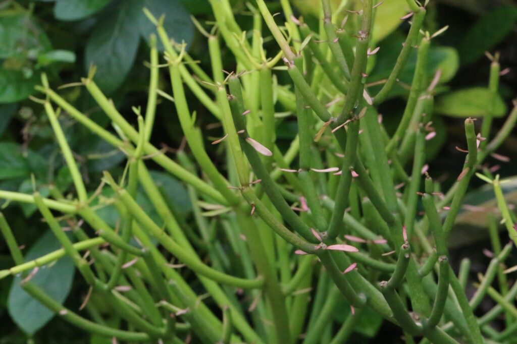 Das Bild zeigt eine Nahaufnahme des Bleistiftstrauchs (Euphorbia tirucalli). Die grünen, schlanken Äste der Pflanze verzweigen sich stark und sind mit kleinen, rosa Spitzen besetzt. Die Struktur der Äste ist glatt, und es sind kleine, knospenartige Strukturen sichtbar. Im Hintergrund sind unscharf grüne Blätter anderer Pflanzen zu erkennen.