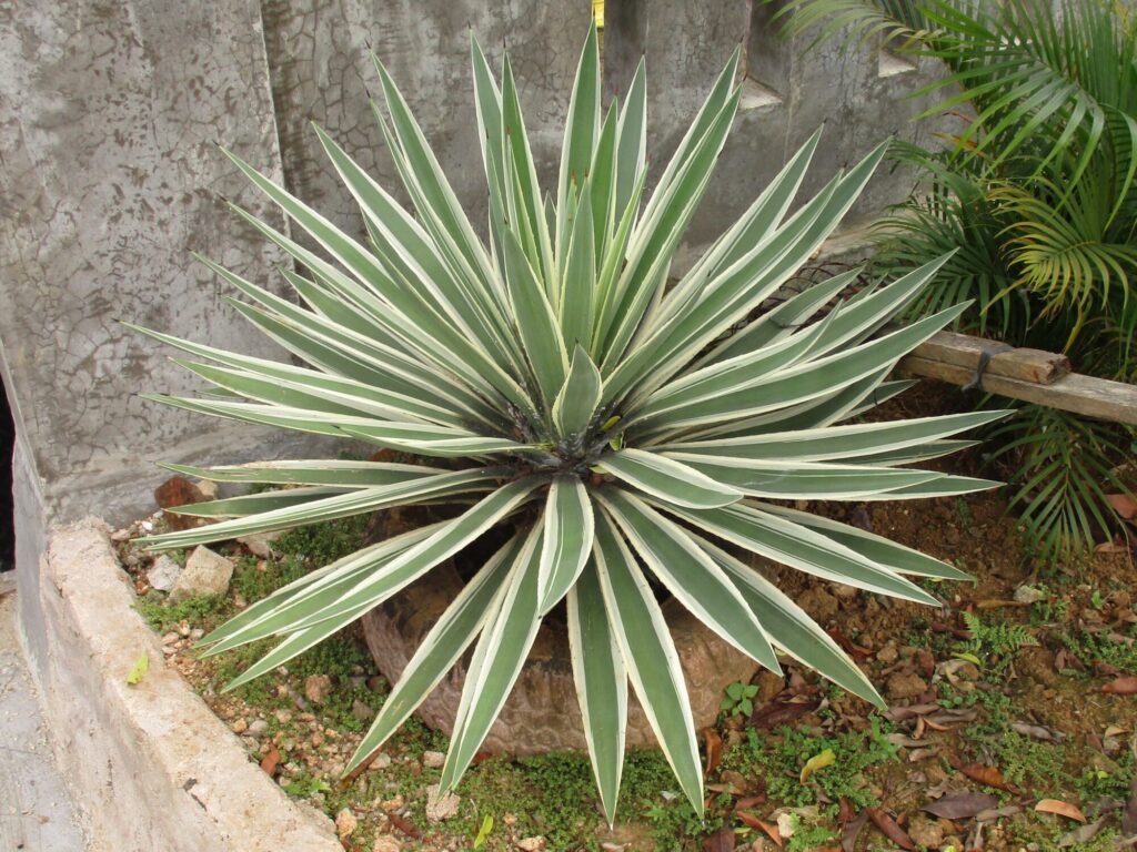 Agave angustifolia Das Bild zeigt eine Karibik-Agave (Agave angustifolia), die in einer ummauerten Gartenanlage wächst. Diese Pflanze hat lange, schmale, stachelige Blätter, die sich rosettenartig um das Zentrum der Pflanze anordnen. Die Blätter sind grün mit cremefarbenen Rändern, was ihr ein markantes Aussehen verleiht. Der Boden um die Pflanze herum ist mit kleinen Steinen und ein paar grünen Moosen oder kleinen Pflanzen bedeckt.