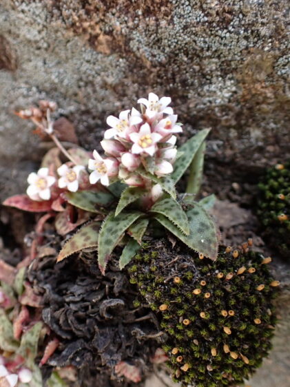 Das Bild zeigt eine kleine Crassula exilis subs. cooperi, die in einer felsigen Umgebung wächst. Die Pflanze hat grüne, spitz zulaufende Blätter mit rötlichen Rändern und kleinen, weißen Blüten, die in Büscheln an kurzen Stängeln wachsen. Daneben sind dunkle, kugelförmige Moosansammlungen zu sehen. Der Hintergrund besteht aus einer grauen, leicht strukturierten Felsoberfläche.