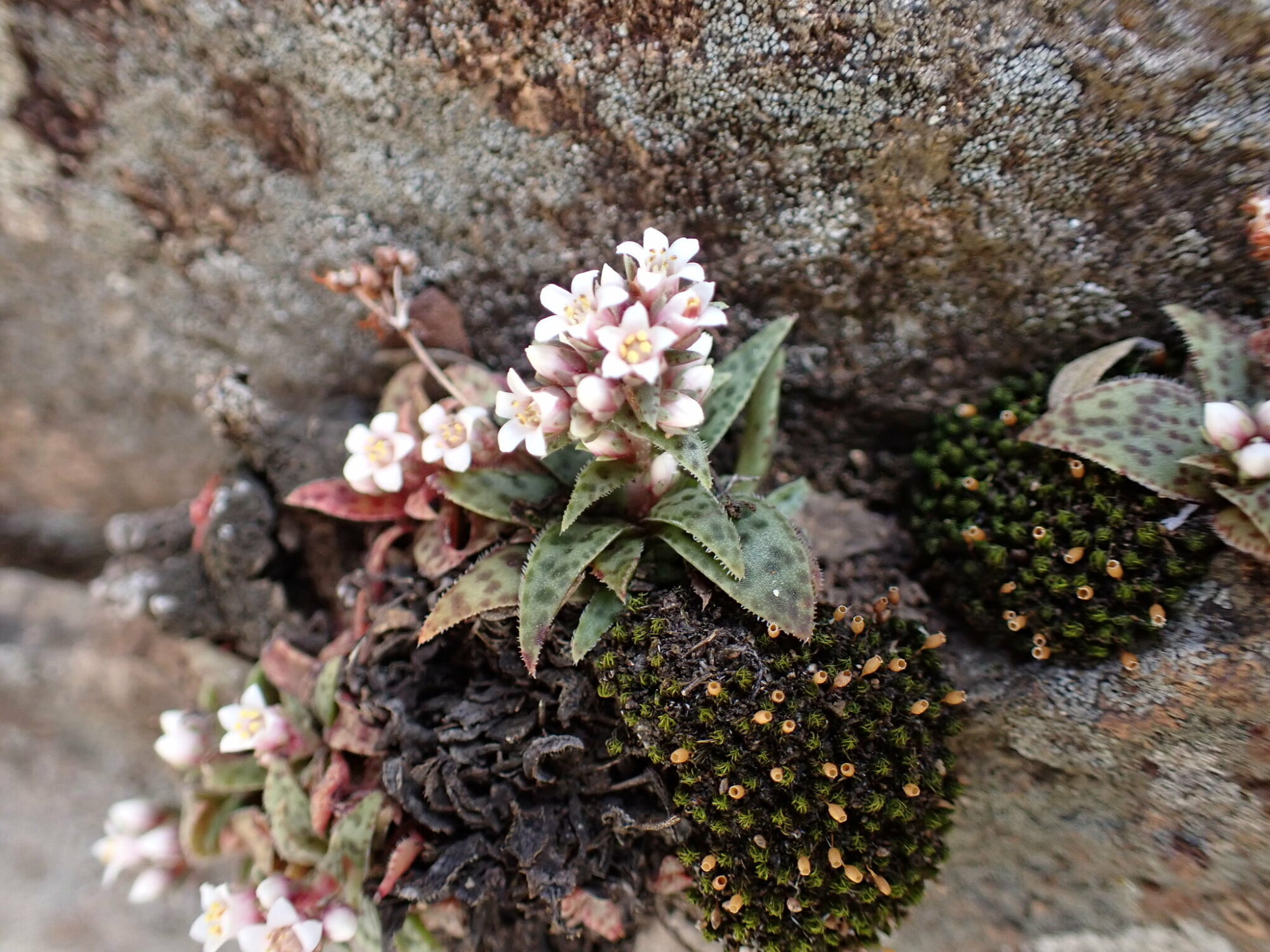 Das Bild zeigt eine kleine Crassula exilis subs. cooperi, die in einer felsigen Umgebung wächst. Die Pflanze hat grüne, spitz zulaufende Blätter mit rötlichen Rändern und kleinen, weißen Blüten, die in Büscheln an kurzen Stängeln wachsen. Daneben sind dunkle, kugelförmige Moosansammlungen zu sehen. Der Hintergrund besteht aus einer grauen, leicht strukturierten Felsoberfläche.