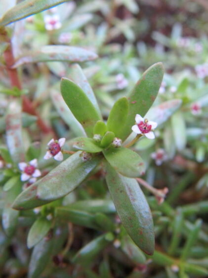 Das Bild zeigt eine Nahaufnahme von Crassula granvikii, einer sukkulenten Pflanze mit vielen kleinen, länglichen Blättern. Die Blätter sind grün mit einigen rötlichen Flecken und haben eine leicht fleischige Textur. Zwischen den Blättern sind kleine, weiße Blüten mit rosa- bis purpurfarbenen Zentren zu sehen. Die Blüten sind sehr klein und zierlich, was den zarten Charakter der Pflanze unterstreicht. Der Hintergrund ist unscharf
