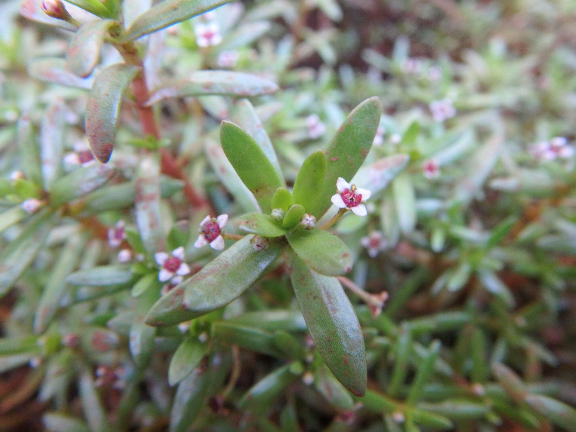 Das Bild zeigt eine Nahaufnahme von Crassula granvikii, einer sukkulenten Pflanze mit vielen kleinen, länglichen Blättern. Die Blätter sind grün mit einigen rötlichen Flecken und haben eine leicht fleischige Textur. Zwischen den Blättern sind kleine, weiße Blüten mit rosa- bis purpurfarbenen Zentren zu sehen. Die Blüten sind sehr klein und zierlich, was den zarten Charakter der Pflanze unterstreicht. Der Hintergrund ist unscharf