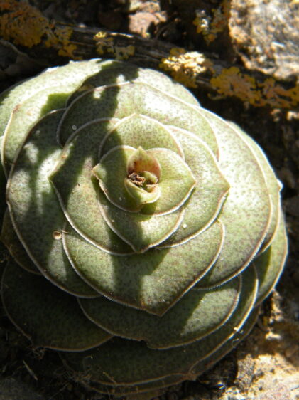 Das Bild zeigt eine Nahaufnahme einer Crassula hemisphaerica, die sich durch ihre rosettenförmige Anordnung der Blätter auszeichnet. Die Blätter sind dick, fleischig und grün, und sie überlappen sich in konzentrischen Kreisen, die eine nahezu perfekte Rosette bilden. Die Oberfläche der Blätter hat eine leicht raue Textur mit feinen Härchen und manchmal kleinen braunen Flecken. Die Pflanze sitzt direkt auf dem Boden, der mit kleinen Steinen und Sand bedeckt ist. Im Hintergrund sind einige trockene Äste und Flechten zu erkennen