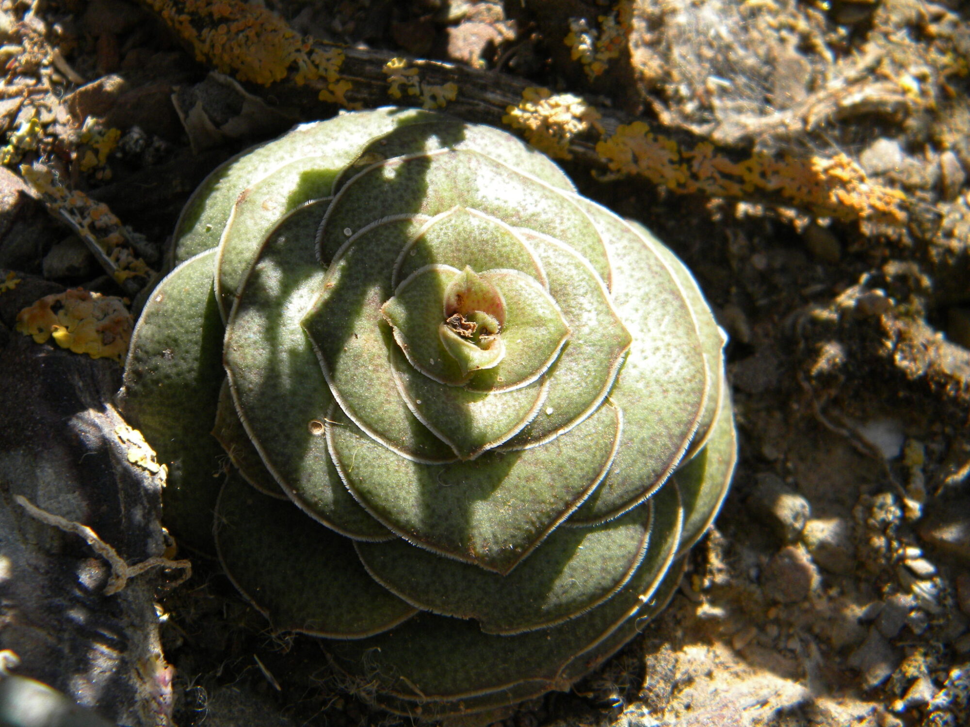 Das Bild zeigt eine Nahaufnahme einer Crassula hemisphaerica, die sich durch ihre rosettenförmige Anordnung der Blätter auszeichnet. Die Blätter sind dick, fleischig und grün, und sie überlappen sich in konzentrischen Kreisen, die eine nahezu perfekte Rosette bilden. Die Oberfläche der Blätter hat eine leicht raue Textur mit feinen Härchen und manchmal kleinen braunen Flecken. Die Pflanze sitzt direkt auf dem Boden, der mit kleinen Steinen und Sand bedeckt ist. Im Hintergrund sind einige trockene Äste und Flechten zu erkennen