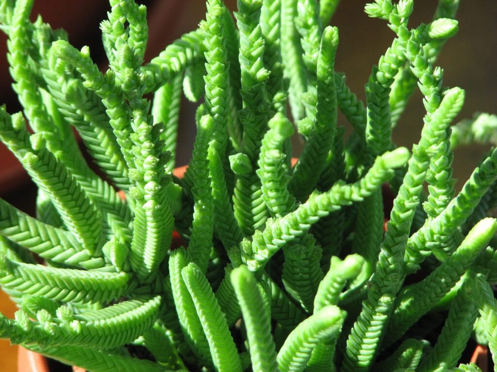 Das Bild zeigt Crassula lycopodioides var. purpusii, eine sukkulente Pflanze, die durch ihre schmalen, zylindrischen, dicht beblätterten Stängel gekennzeichnet ist. Die Stängel sind hellgrün und weisen eine regelmäßige Anordnung von kleinen, überlappenden Blättern auf, die der Pflanze ein texturiertes Aussehen verleihen.