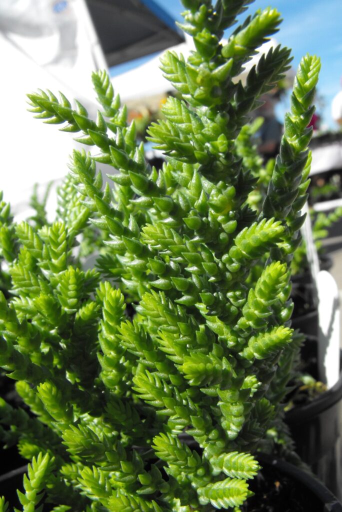 Das Bild zeigt eine Nahaufnahme einer Crassula muscosa, auch bekannt als 'Princess Pine'. Diese sukkulente Pflanze hat dichte, hellgrüne, schuppenartige Blätter, die sich spiralförmig um die Stängel anordnen. Die Pflanze hat eine auffällige Textur und erinnert in ihrem Aussehen an kleine Tannenzweige. Im Hintergrund sind verschwommene Elemente zu sehen