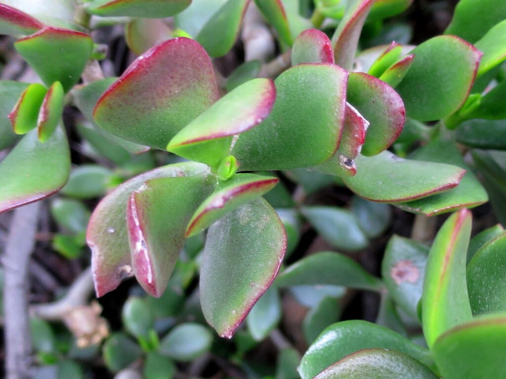 Das Bild zeigt eine Nahaufnahme der Blätter einer Crassula ovata, auch bekannt als Geldbaum oder Jadepflanze. Die Blätter sind dick, fleischig und von einem satten Grün, mit leicht rötlichen Rändern, die oft durch Sonneneinstrahlung oder Stress hervorgerufen werden. Die Oberfläche der Blätter wirkt glatt und glänzend