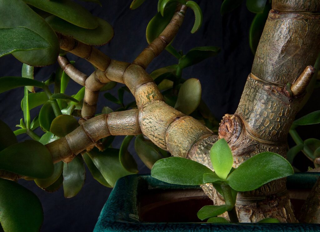 Das Bild zeigt eine Nahaufnahme eines Crassula ovata, auch bekannt als Jadepflanze oder Geldbaum. Die Aufnahme fokussiert auf die dicken, verholzten Stängel und die glatten, fleischigen, grünen Blätter der Pflanze. Die Stängel haben eine charakteristische borkige Textur und sind in einem rötlich-braunen Farbton gehalten. Die Pflanze befindet sich in einem dekorativen, türkisfarbenen Topf. Im Hintergrund ist ein dunkler, unscharfer Bereich zu erkennen