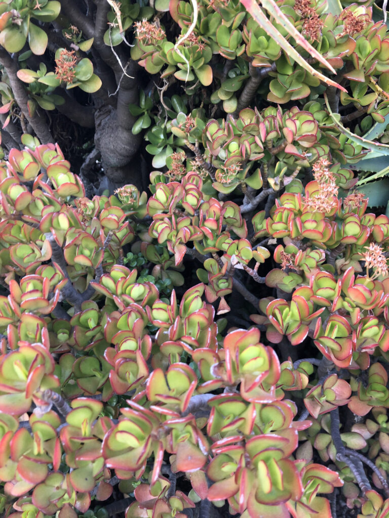 Das Bild zeigt eine Crassula ovata, auch bekannt als Geldbaum oder Jadepflanze. Diese sukkulente Pflanze hat dicke, fleischige Blätter, die grün mit leicht rötlichen Rändern sind. Die Pflanze wächst dicht und buschig, mit vielen verzweigten Stämmen und Ästen. Die Blätter sind an den Rändern leicht rötlich, was oft ein Zeichen für Sonneneinstrahlung oder Stress ist. Im Bild sind auch einige Blütenstände zu sehen, die trockene, braune Reste von Blüten tragen.
