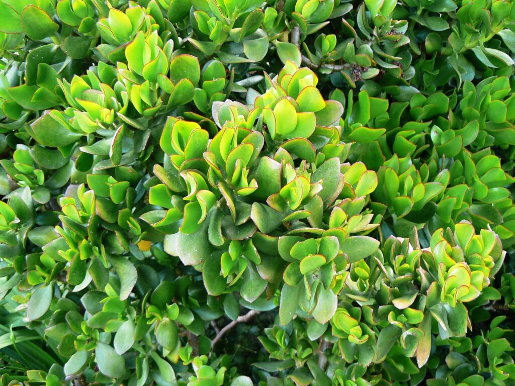Das Bild zeigt einen Crassula ovata, auch bekannt als Geldbaum oder Jadepflanze. Diese Pflanze hat dicke, fleischige, ovale Blätter, die glänzend grün sind. Die Ränder der Blätter sind oft leicht rötlich gefärbt, was ein typisches Merkmal dieser Art ist. Der Geldbaum wächst dicht und buschig