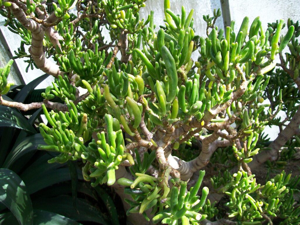 Das Bild zeigt eine Crassula ovata 'Gollum', eine spezielle Variante der Jadepflanze. Die Pflanze hat dicke, röhrenförmige Blätter, die an die Finger von Gollum aus "Herr der Ringe" erinnern, was ihr ihren Namen gibt. Die Blätter sind grün und leicht glänzend, während die Stängel und Äste eine holzige Struktur aufweisen. Die Pflanze ist in einer natürlichen Umgebung zu sehen