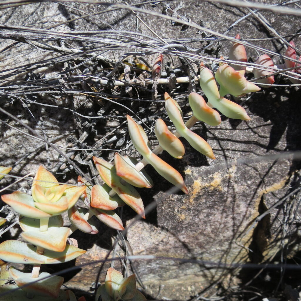 Das Bild zeigt die Pflanze Crassula perforata in ihrer natürlichen Umgebung. Diese Sukkulente hat charakteristische, gestapelte, dreieckige Blätter, die spiralförmig um die Stängel angeordnet sind. Die Blätter sind hellgrün bis gelblich-grün mit rötlichen Rändern, besonders wenn sie der Sonne ausgesetzt sind. Die Pflanze wächst zwischen Felsen und trockenen Ästen, was ihre Fähigkeit zeigt, in felsigen und trockenen Bedingungen zu überleben. Die langen, dünnen Äste der Pflanze sind zwischen den Felsen und Ästen verwoben, was auf ihre kletternde Natur hinweist.