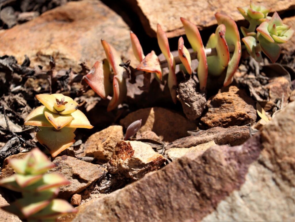 Das Bild zeigt eine Crassula perforata Pflanze in ihrer natürlichen Umgebung. Diese Sukkulente ist auch bekannt als "Necklace Vine" oder "String of Buttons" und hat charakteristische, stapelförmig angeordnete, dreieckige Blätter, die spiralförmig um die Stängel wachsen. Die Blätter sind hellgrün bis gelblich-grün mit rötlichen Rändern, besonders wenn sie der Sonne ausgesetzt sind. Die Pflanze wächst zwischen Felsen und trockenem Laub, was auf ihre Fähigkeit hinweist, in felsigen und trockenen Bedingungen zu gedeihen. Die Blätter sind leicht fleckig, was ein typisches Merkmal dieser Art ist.