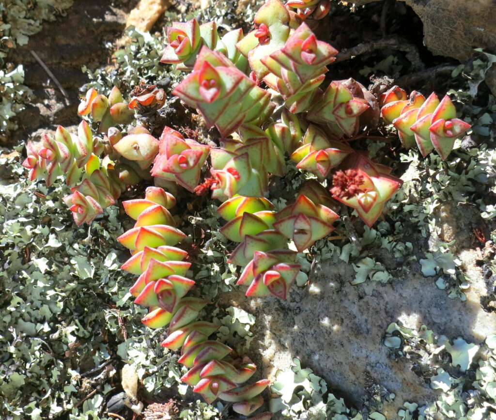 Das Bild zeigt eine Crassula perforata ssp. kougaensis. Die Pflanze hat gestapelte, dreieckige Blätter mit grüner Farbe und roten Rändern, die spiralig um die Stängel angeordnet sind. Sie wächst auf felsigem Untergrund, umgeben von Flechten. Die Blätter haben teilweise rote Spitzen und sind kompakt angeordnet, was typisch für diese Sukkulente ist.