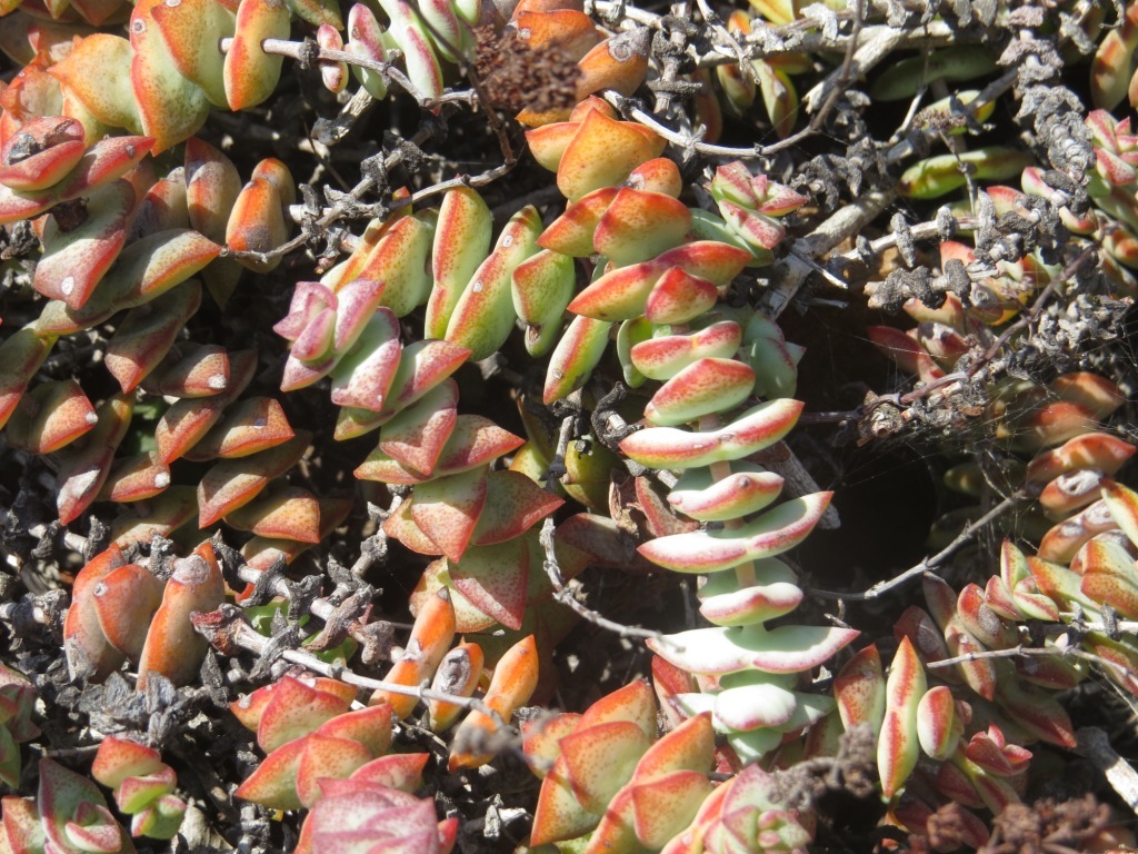 Das Bild zeigt eine Crassula perforata Pflanze. Diese Sukkulente ist auch als "Necklace Vine" oder "String of Buttons" bekannt und zeichnet sich durch ihre aufeinander gestapelten, dreieckigen Blätter aus, die in einer spiralförmigen Anordnung um die Stängel wachsen. Die Blätter sind grün bis grau-grün mit rötlichen Rändern, insbesondere wenn sie der Sonne ausgesetzt sind. Die Pflanze wächst in einem dichten, verzweigten Muster und bildet eine attraktive, kompakte Struktur. Im Bild sind auch einige vertrocknete Stängel zu sehen, was auf die natürliche Wachstumsumgebung der Pflanze hinweist.