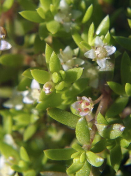 Das Bild zeigt eine Nahaufnahme der Pflanze Crassula helmsii. Die Pflanze hat zahlreiche kleine, fleischige, grüne Blätter, die dicht an den Stängeln wachsen. Zwischen den Blättern sind kleine, sternförmige Blüten zu sehen, die weiß bis zart rosa gefärbt sind. Die Blüten bestehen aus fünf Blütenblättern und haben gelbe Staubgefäße in der Mitte.