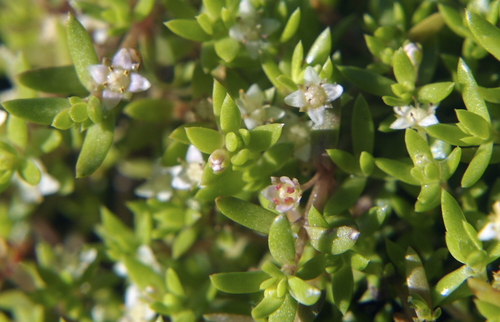 Das Bild zeigt eine Nahaufnahme der Pflanze Crassula helmsii. Die Pflanze hat zahlreiche kleine, fleischige, grüne Blätter, die dicht an den Stängeln wachsen. Zwischen den Blättern sind kleine, sternförmige Blüten zu sehen, die weiß bis zart rosa gefärbt sind. Die Blüten bestehen aus fünf Blütenblättern und haben gelbe Staubgefäße in der Mitte.