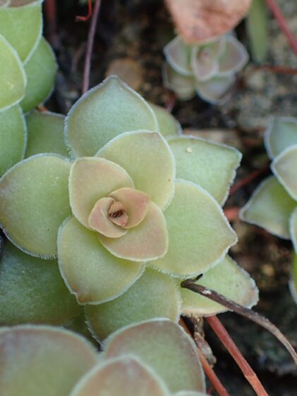 Das Bild zeigt eine Nahaufnahme von Crassula orbicularis. Die Pflanze hat dicke, fleischige Blätter, die in einer rosettenartigen Anordnung wachsen. Die Blätter sind hellgrün mit einem leichten rosa Schimmer an den Rändern und in der Mitte. Die Blätter haben eine glatte, leicht glänzende Oberfläche und sind an den Rändern fein gezähnt. Im Hintergrund sind weitere Rosetten der gleichen Pflanze zu sehen, die dicht nebeneinander wachsen. Der Boden ist trocken und kiesig