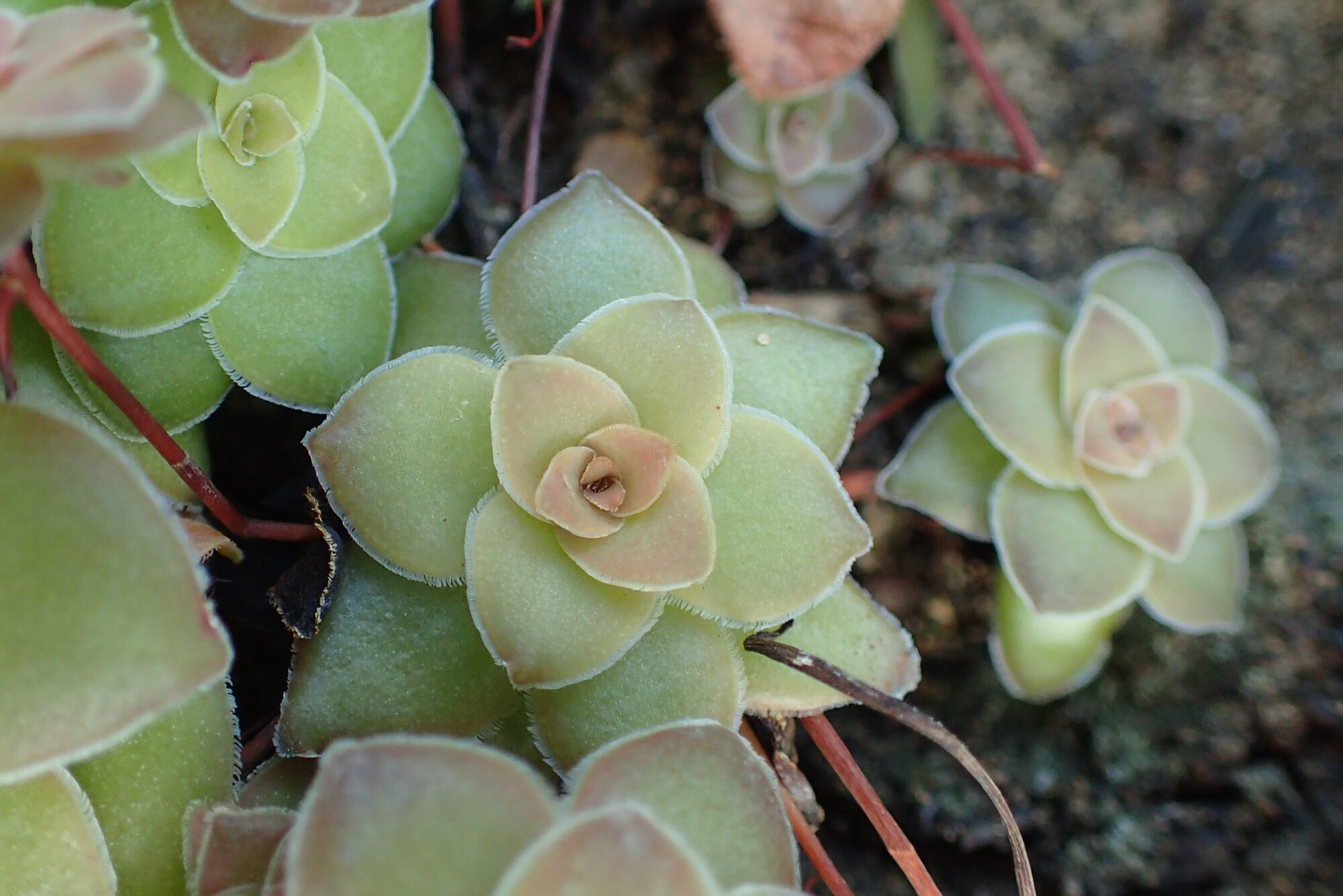 Das Bild zeigt eine Nahaufnahme von Crassula orbicularis. Die Pflanze hat dicke, fleischige Blätter, die in einer rosettenartigen Anordnung wachsen. Die Blätter sind hellgrün mit einem leichten rosa Schimmer an den Rändern und in der Mitte. Die Blätter haben eine glatte, leicht glänzende Oberfläche und sind an den Rändern fein gezähnt. Im Hintergrund sind weitere Rosetten der gleichen Pflanze zu sehen, die dicht nebeneinander wachsen. Der Boden ist trocken und kiesig