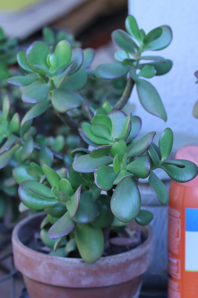 Das Bild zeigt eine Crassula ovata, auch bekannt als Jadepflanze oder Geldbaum, in einem Terrakotta-Topf. Die Pflanze hat dicke, fleischige, grüne Blätter mit leicht rötlichen Rändern. Im Hintergrund sind unscharfe Objekte zu sehen, darunter eine Flasche oder ein Behälter in orangefarbenen Tönen