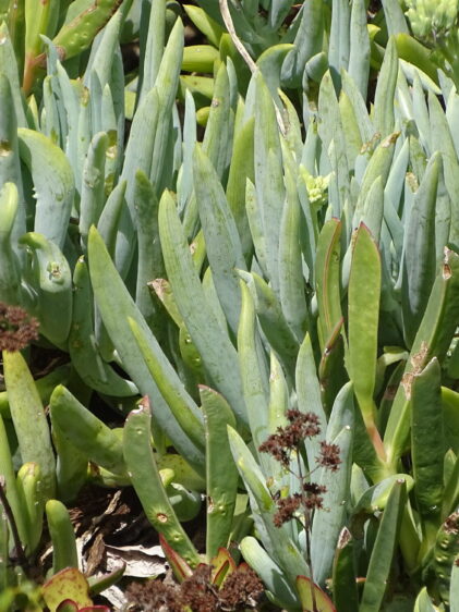 Das Bild zeigt eine Pflanzengruppe von Curio ficoides. Die Pflanze hat dicke, fleischige, blau-grüne Blätter, die länglich und leicht aufrecht wachsen. Die Blätter haben eine glatte Oberfläche und sind häufig an den Spitzen leicht rosa bis rötlich gefärbt. Die Pflanze wächst dicht und bildet Matten.