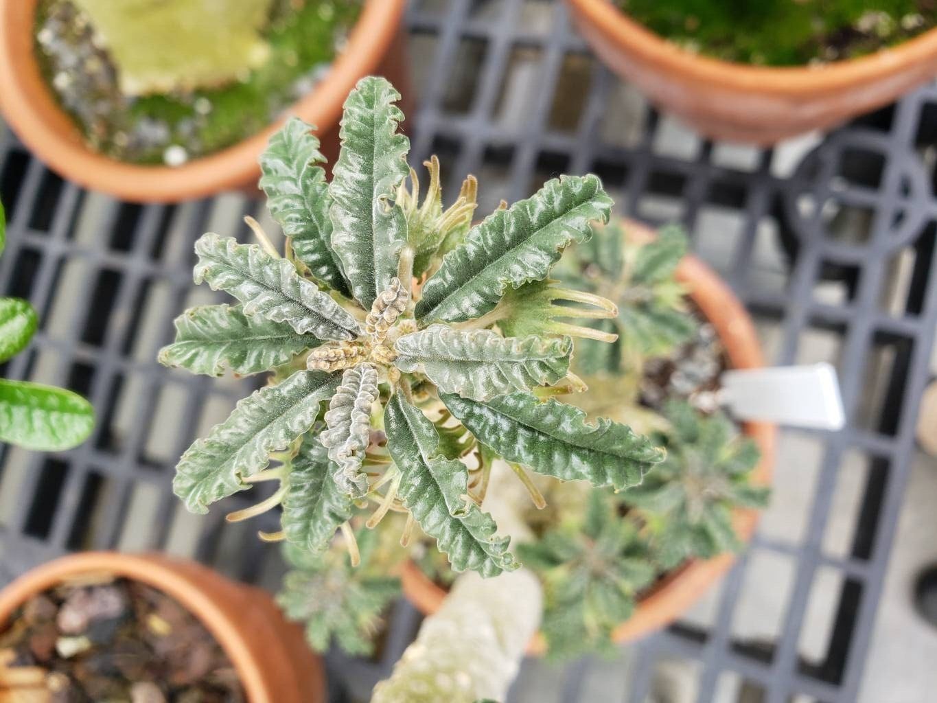 Das Bild zeigt eine Pflanze der Art Dorstenia lavrani in einem Topf. Die Pflanze hat markante, wellige Blätter, die eine leicht silbrig-grüne Farbe aufweisen und um eine zentrale Rosette angeordnet sind. Die Blätter haben eine raue Textur und sind unregelmäßig geformt, mit gezackten Rändern. Im Hintergrund sind weitere Pflanzen in Töpfen zu sehen, die auf einem Gitterregal stehen. Die Aufnahme wurde von oben gemacht, was einen guten Blick auf die Blätter und die Struktur der Pflanze ermöglicht.