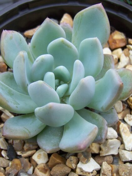 Das Bild zeigt eine Sukkulente der Art Echeveria amoena. Diese Pflanze zeichnet sich durch ihre kompakte Rosette aus fleischigen Blättern aus, die eine sanfte, bläulich-grüne Farbe haben. Die Blätter sind leicht gewölbt und haben eine glatte Oberfläche, oft mit einem leichten weißen Wachsüberzug, der ihnen ein pudriges Aussehen verleiht.