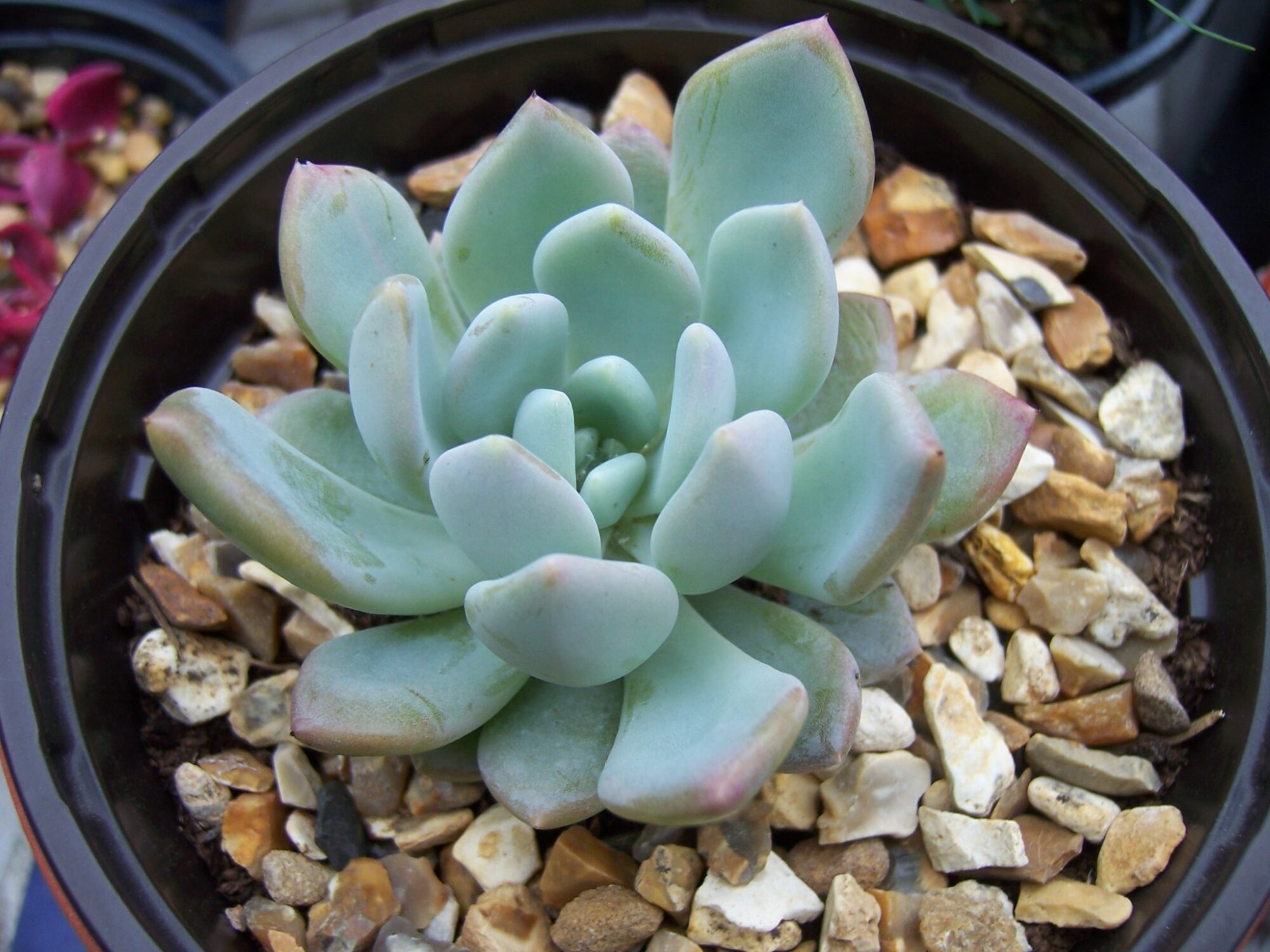 Das Bild zeigt eine Sukkulente der Art Echeveria amoena. Diese Pflanze zeichnet sich durch ihre kompakte Rosette aus fleischigen Blättern aus, die eine sanfte, bläulich-grüne Farbe haben. Die Blätter sind leicht gewölbt und haben eine glatte Oberfläche, oft mit einem leichten weißen Wachsüberzug, der ihnen ein pudriges Aussehen verleiht.