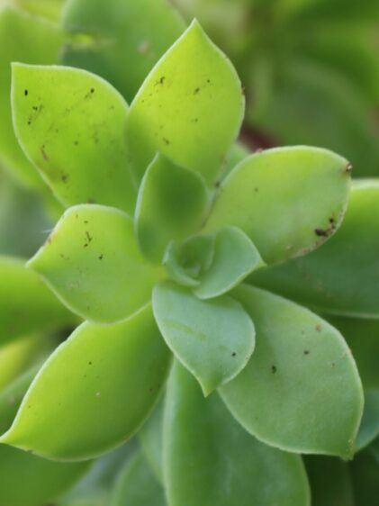 Das Bild zeigt eine Echeveria australis. Die Blätter sind hellgrün, leicht spitz zulaufend und angeordnet in einer Rosettenform. Einige Blätter haben kleine dunkle Flecken oder Verunreinigungen, die auf der Oberfläche sichtbar sind. Die Pflanze hat eine gesunde, grüne Farbe und scheint gut gepflegt zu sein. Im Hintergrund sind unscharf weitere Teile der Pflanze oder ähnliche Pflanzen zu sehen